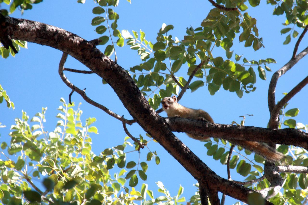 Ghaub Nature Reserve & Farm - One Namibia Grootfontein Luaran gambar